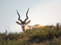 Antelope in Souss Massa