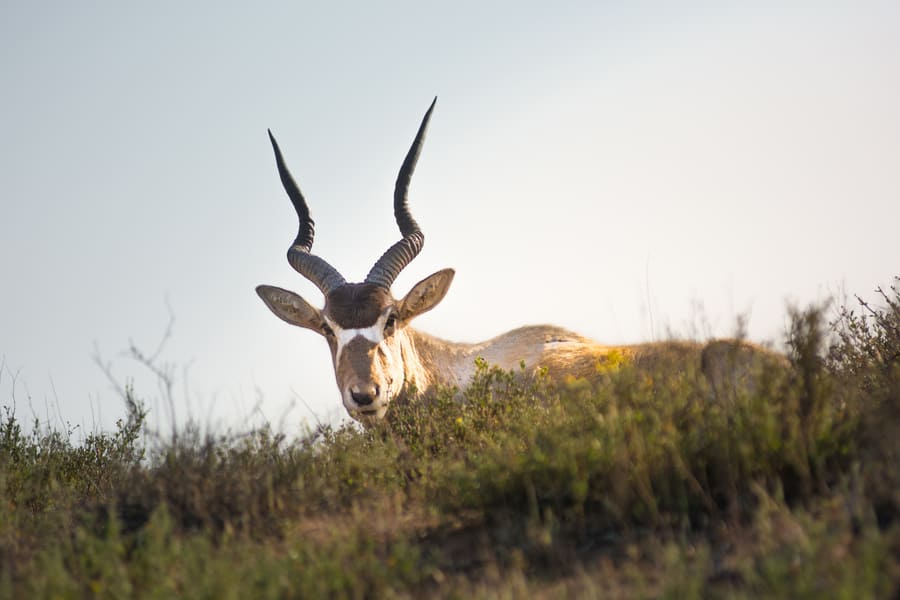 Antelope in Souss Massa