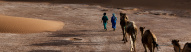 camels-morocco-desert