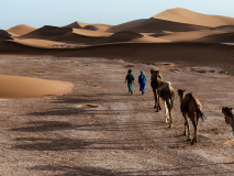 Camels in the desert