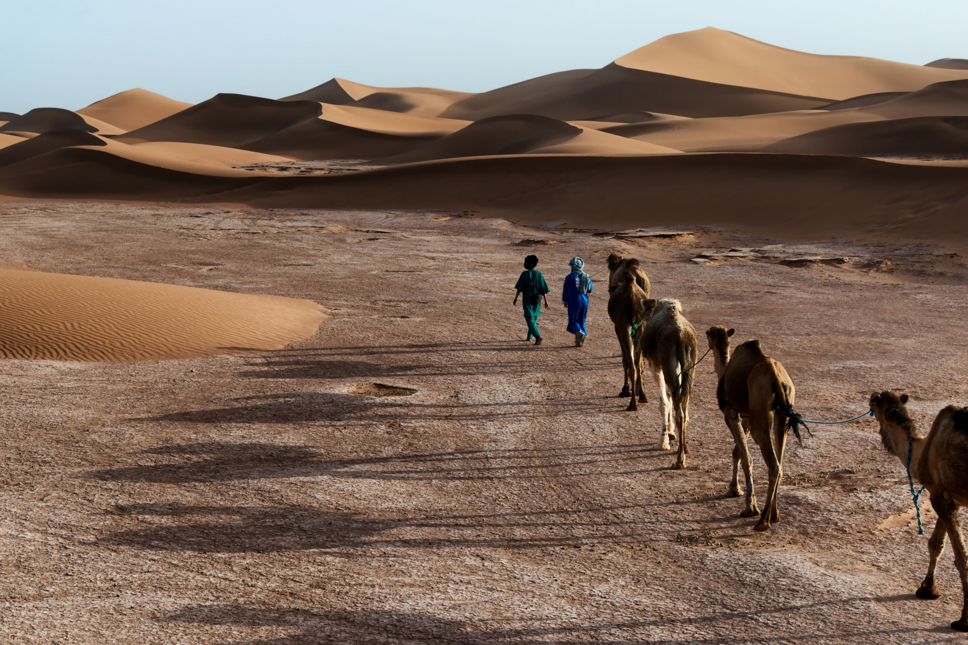camels-morocco-desert