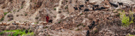 goats-bouguemez-valley-morocco