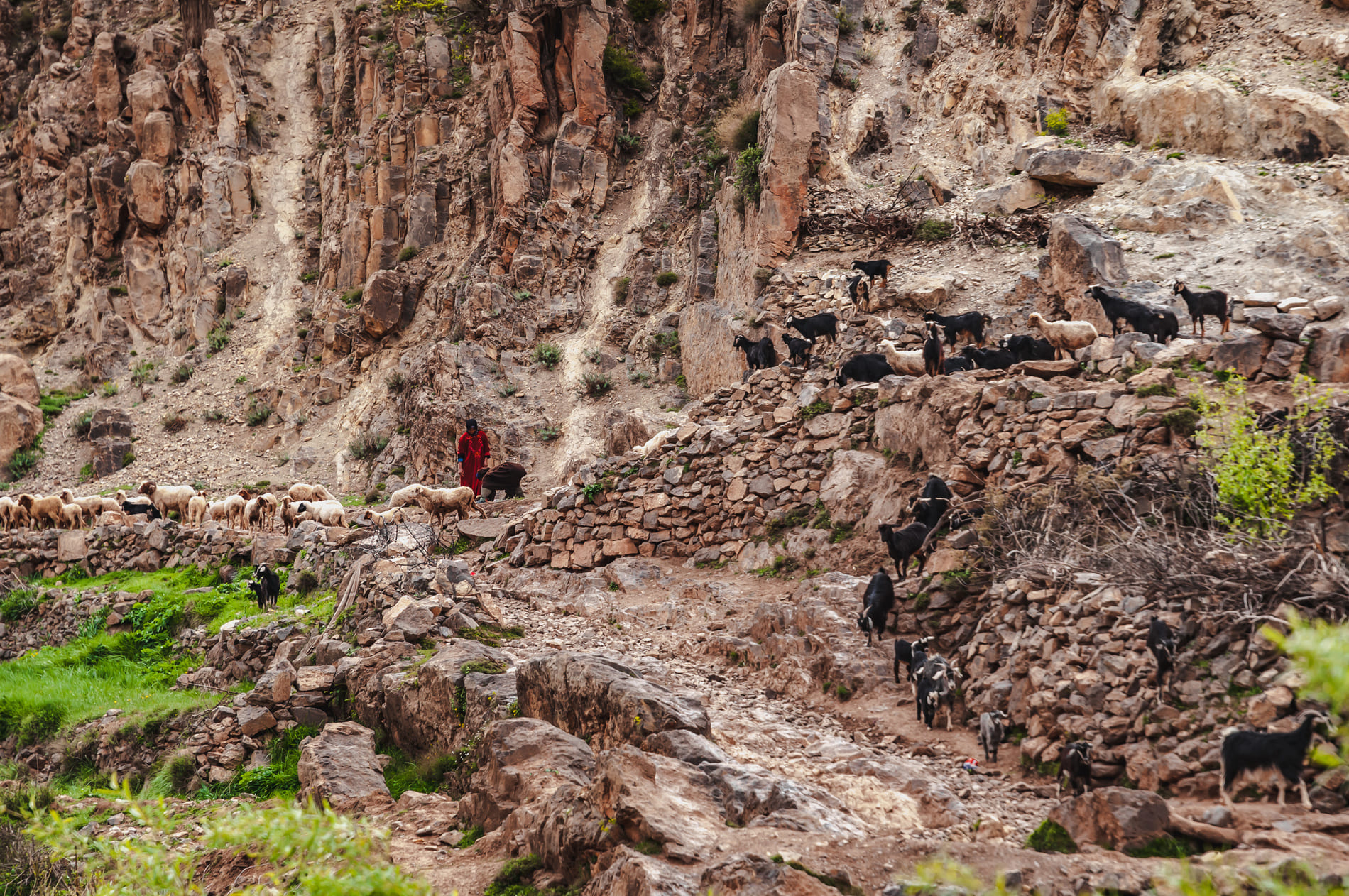 goats-bouguemez-valley-morocco