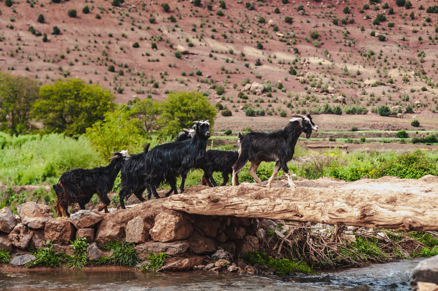 Goats in the valley