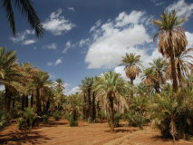 Palm grove