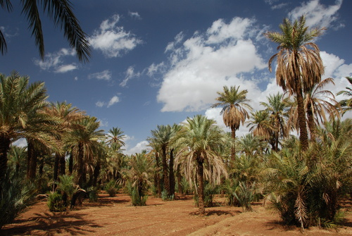 Palm grove