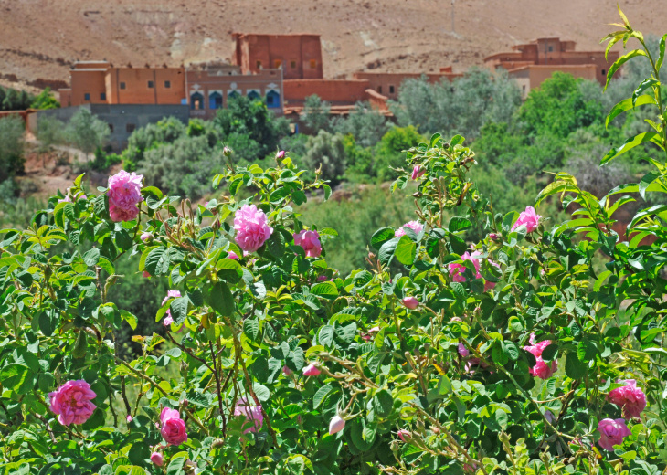 roses-valley-morocco