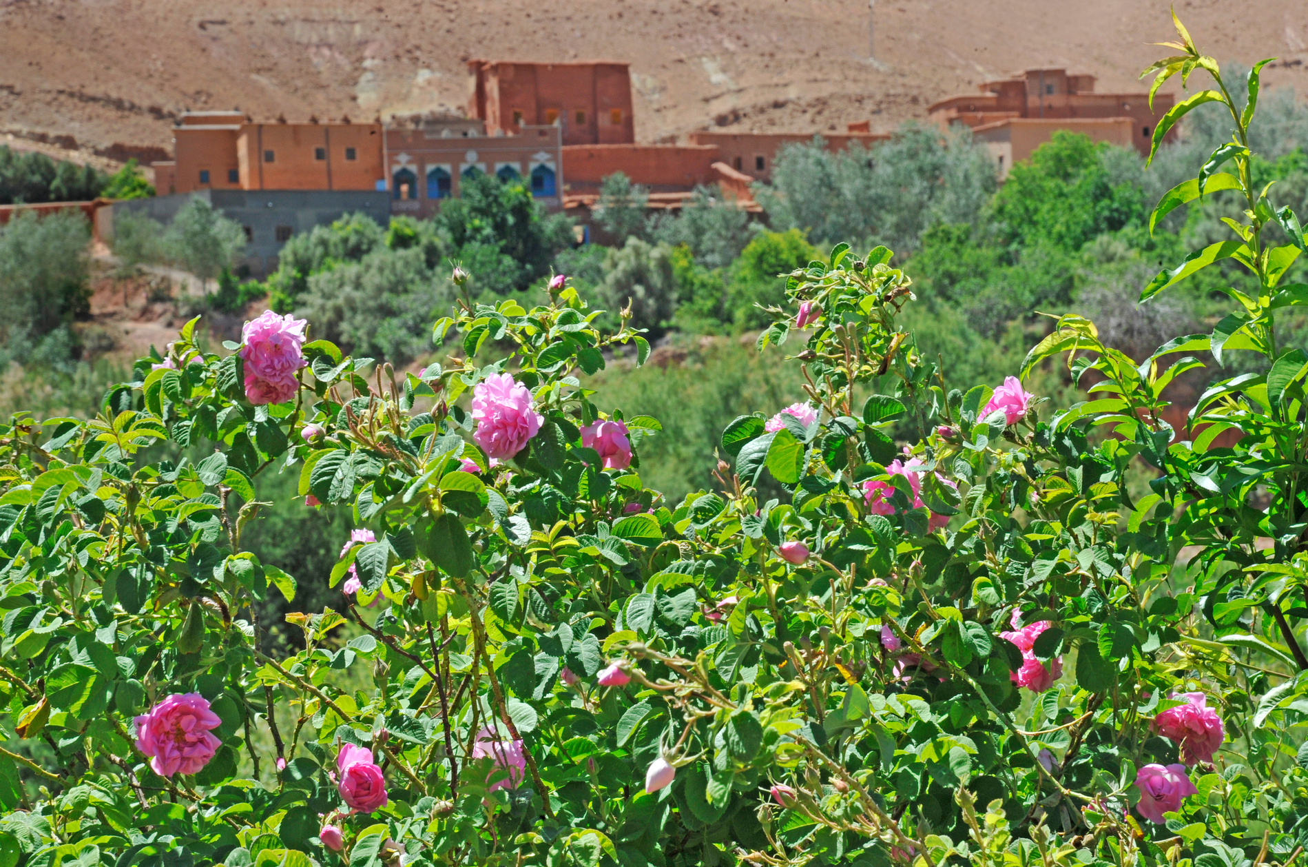 roses-valley-morocco