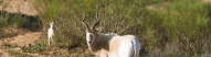 souss-massa-antelope