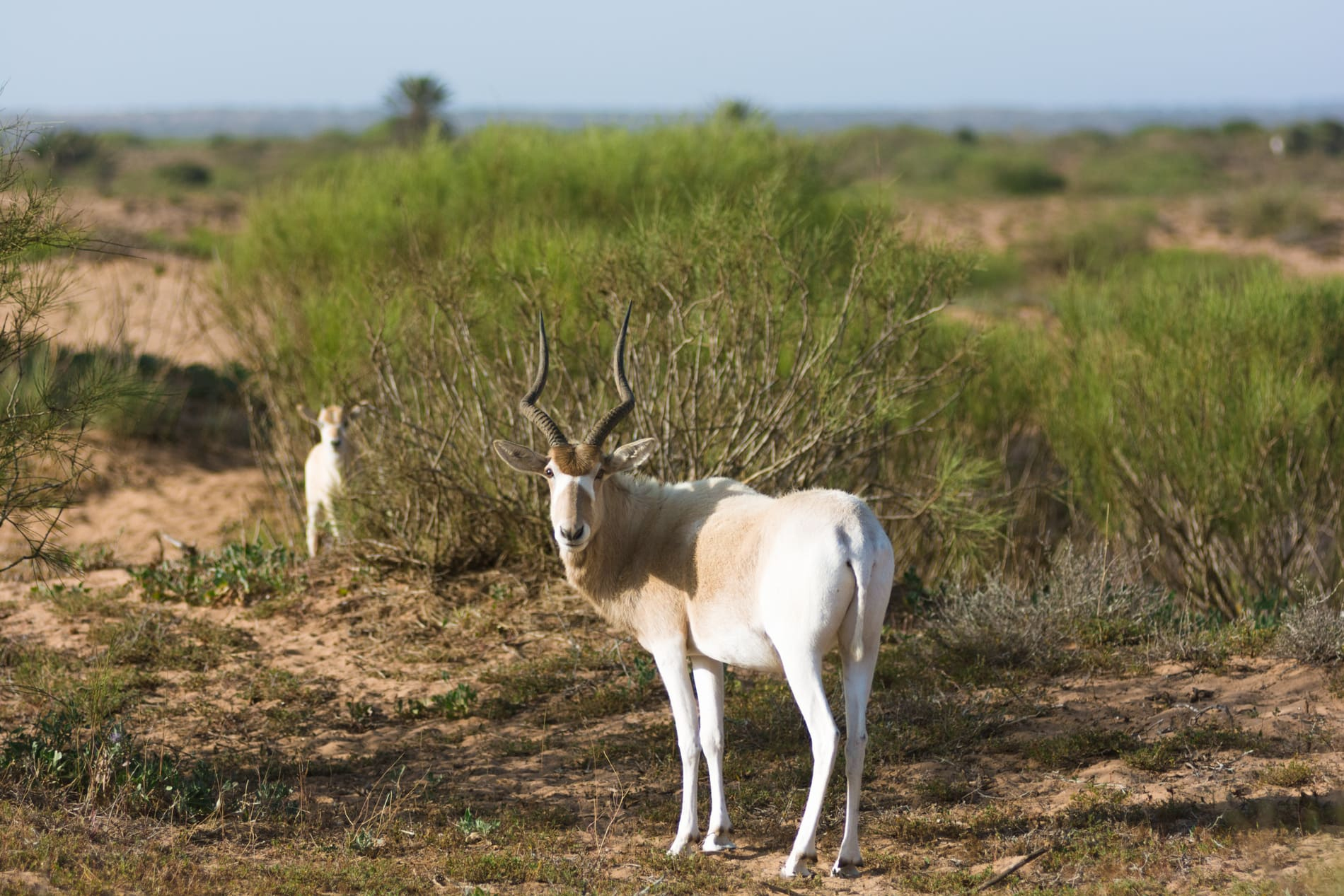 souss-massa-antelope