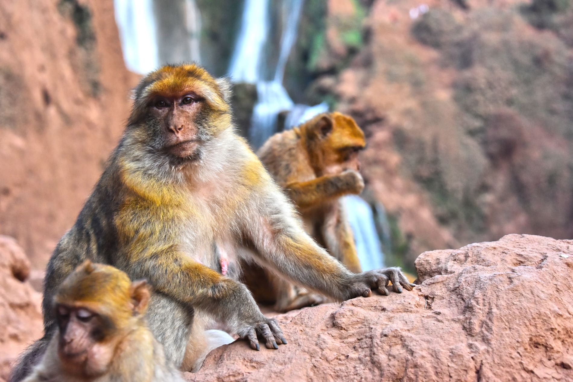 monkey-waterfall-ouzoud