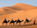 morocco-camel