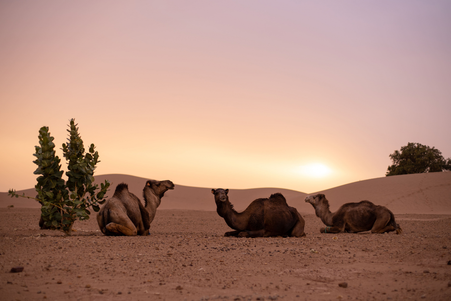 morocco-family-travel-guide