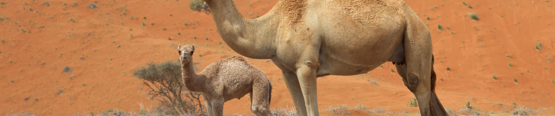 marocco-trip-family