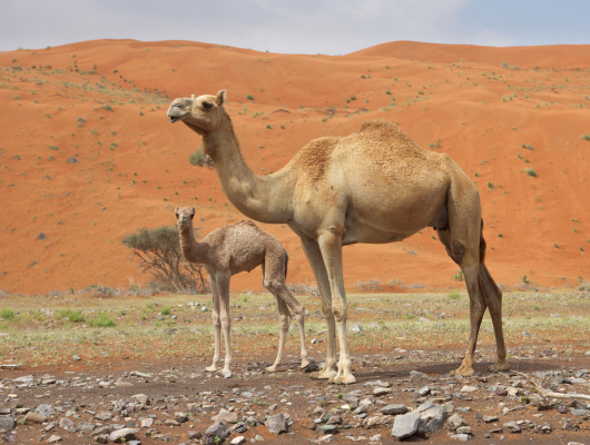marocco-trip-family