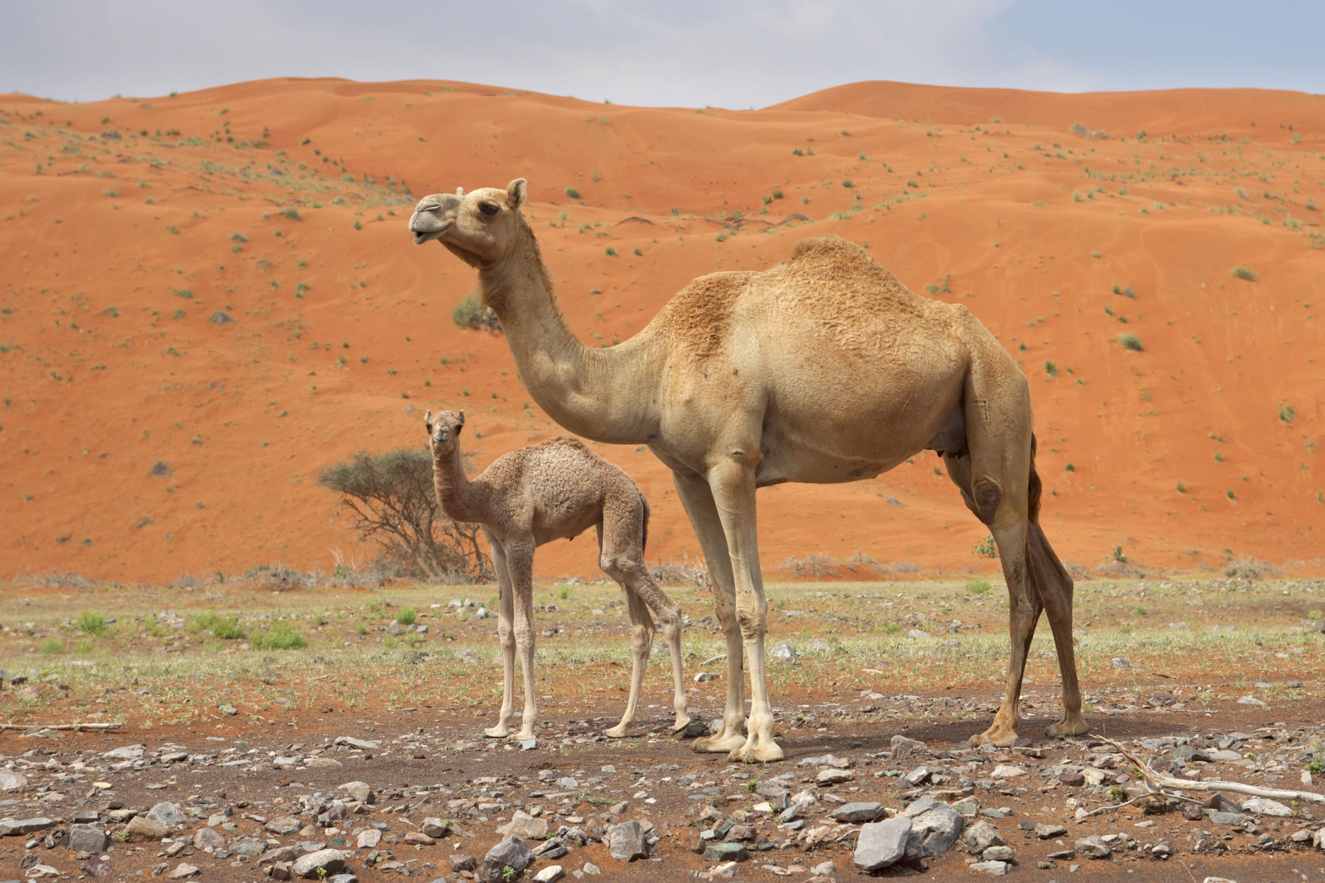 marocco-trip-family
