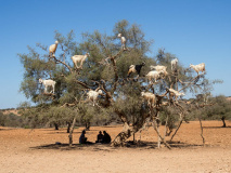 Goats on an argan tree
